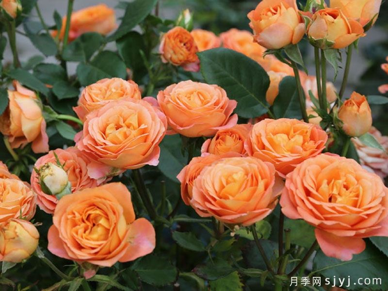 金牛座月季/金牛座阳台月季Rose Terrazza Taurus(图1) 金牛座月季/金牛座阳台月季Rose Terrazza Taurus(图1)