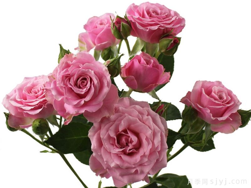 金星之花月季Venus Blossoms(图1)
