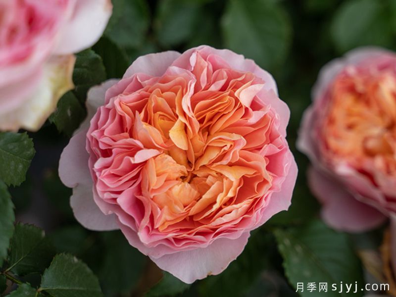 锦嫣月季(图1)