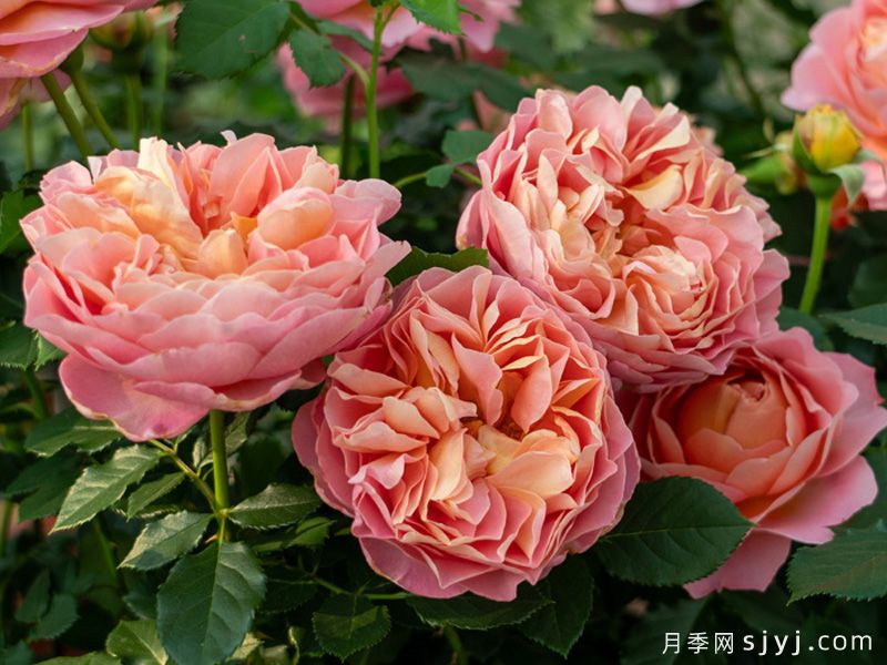 锦嫣月季(图2)
