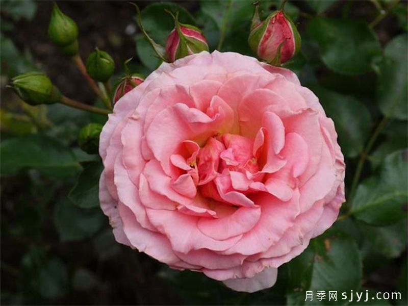 竞赛月季Tournament of Roses(图2)