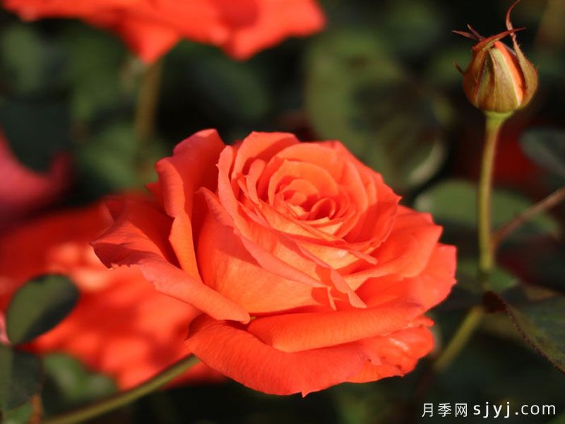 橘洲月季(图2)