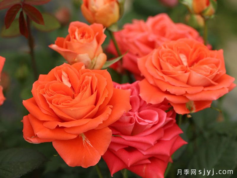 橘洲月季(图1)
