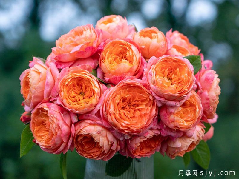 橘子月季(图2)