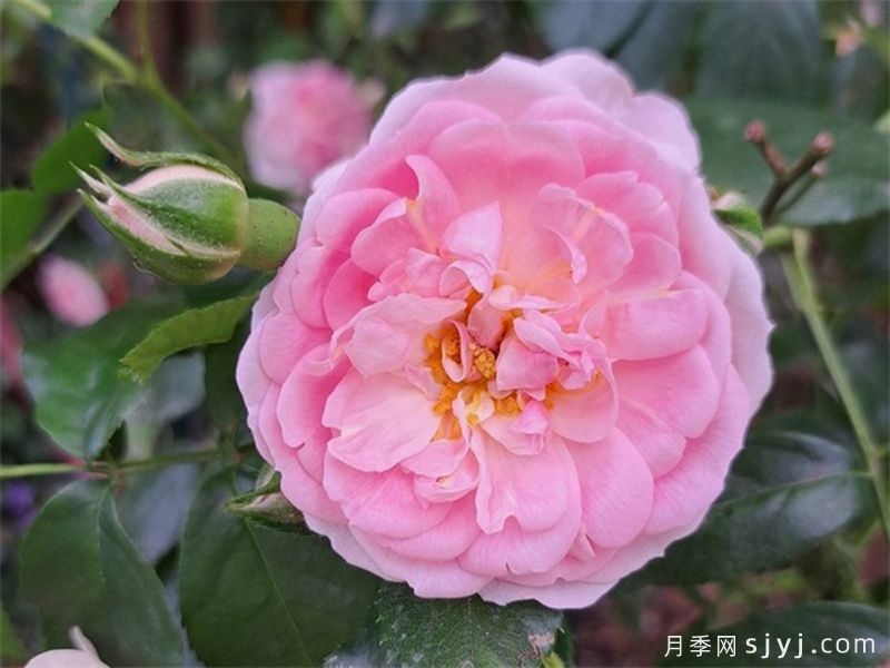 可爱玫迪兰月季/可爱美地兰Lovely Meidiland(图1)