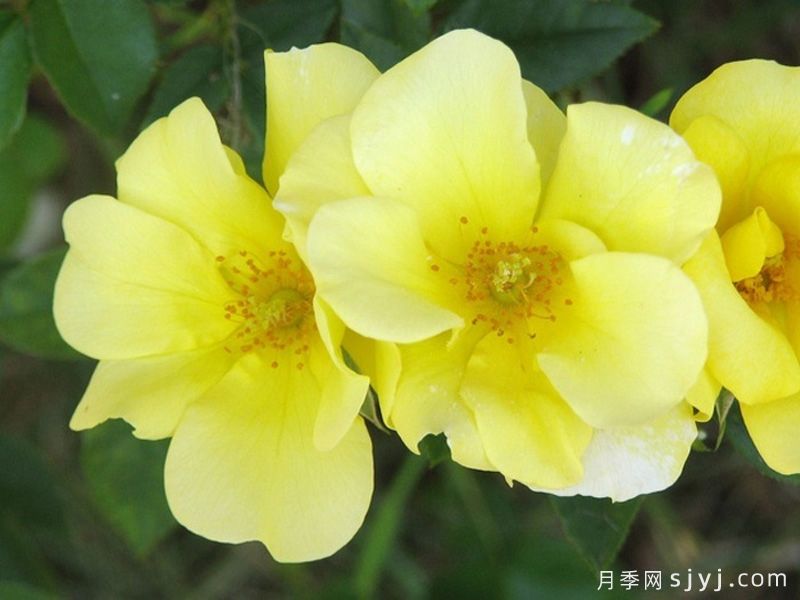 柠檬酒月季/柠檬酒玫迪兰月季Limoncello Meidiland(图1)