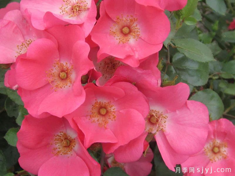 珊瑚玫迪兰月季Coral Meidiland(图2)