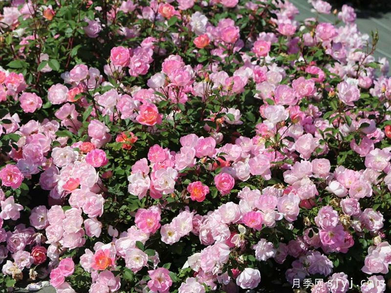 瑶光玫迪兰月季Pink Chantilly(图3)