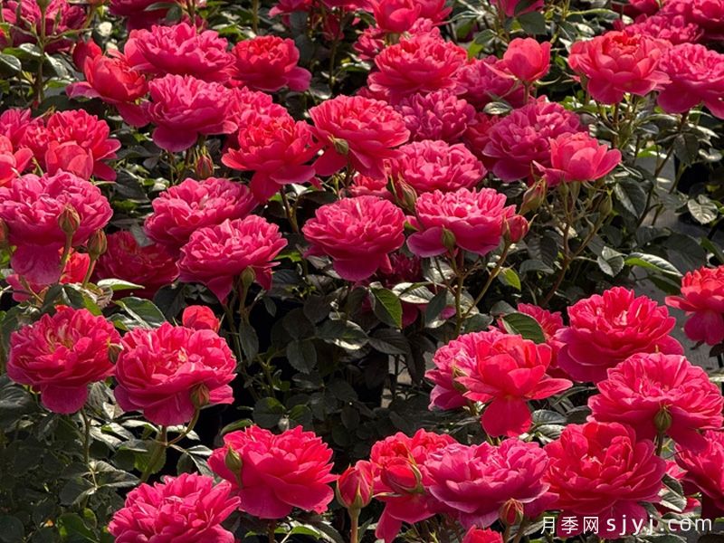 绝色果汁月季/绝色果汁阳台(图3)