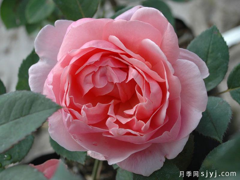 卡德法尔兄弟月季/凯蒂兄弟/卡德法尔修士Brother Cadfael(图2)