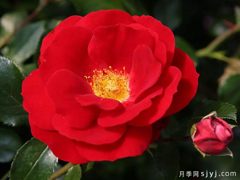 卡拉乔月季/卡拉奇月季Caracho(图2)