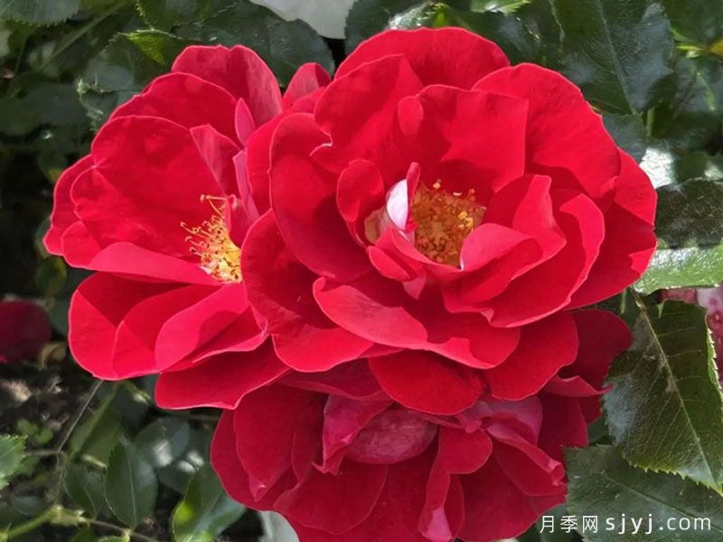 卡拉乔月季/卡拉奇月季Caracho(图1)