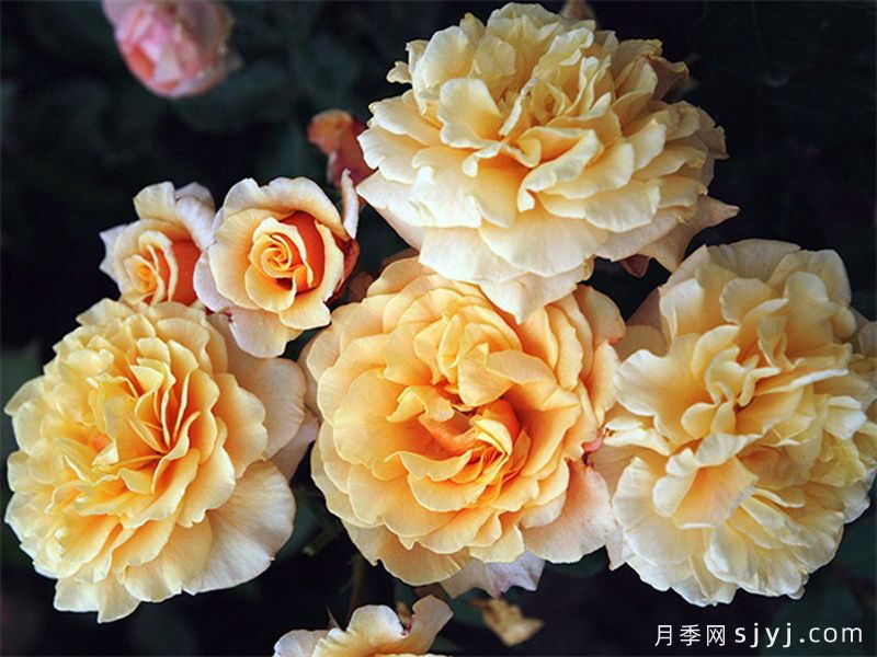 卡梅尔月季/卡拉美拉月季Caramella(图3)