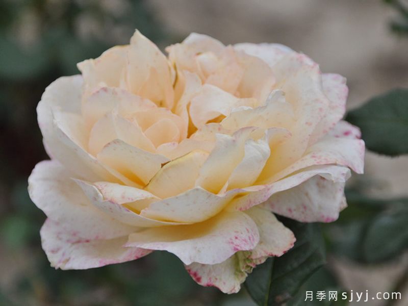 卡萨诺瓦月季/情圣Casanova(图2)