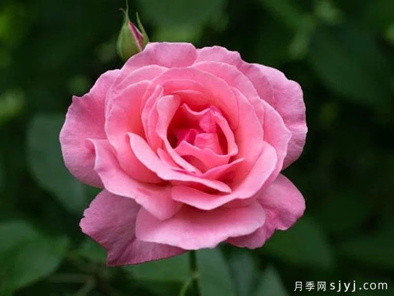 伊丽莎白女王月季/粉后月季Queen Elizabeth(图2)