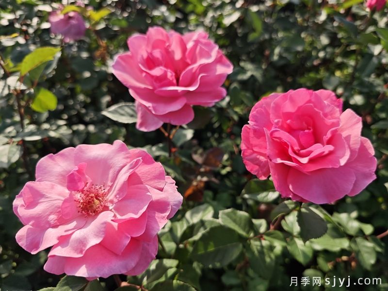 伊丽莎白女王月季/粉后月季Queen Elizabeth(图3)