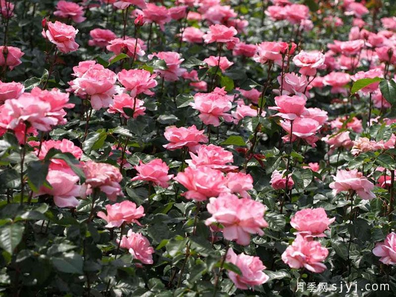 伊丽莎白女王月季/粉后月季Queen Elizabeth(图4)