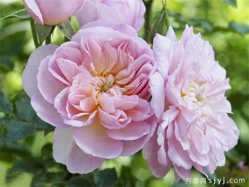 伊丽莎白月季Elizabeth(图4) 伊丽莎白月季Elizabeth(图4)