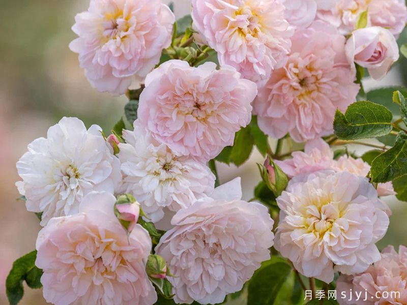伊丽莎白月季Elizabeth(图3) 伊丽莎白月季Elizabeth(图3)