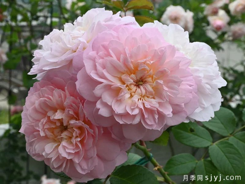 伊丽莎白月季Elizabeth(图2) 伊丽莎白月季Elizabeth(图2)