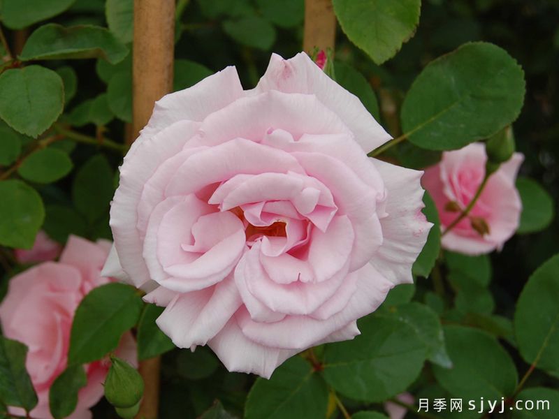 凯瑟琳哈罗普Kathleen Harrop(图3)
