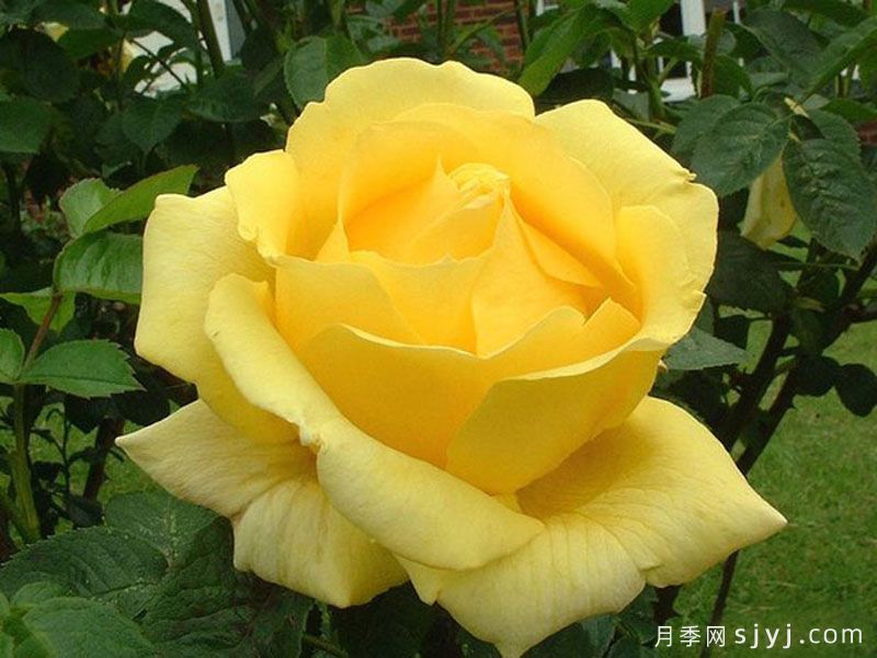 坎特公主月季Princess Michael of Kent(图2)