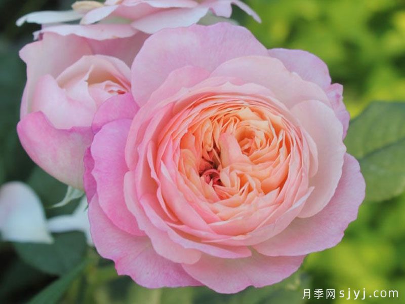 康斯坦茨月季Constance(图4)