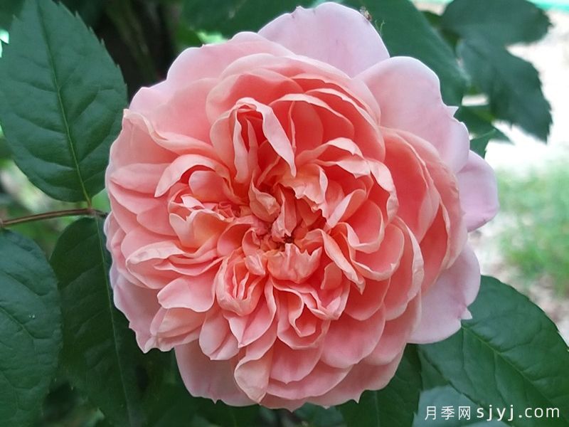 柯莱特月季/科瑞特Colette(图1)