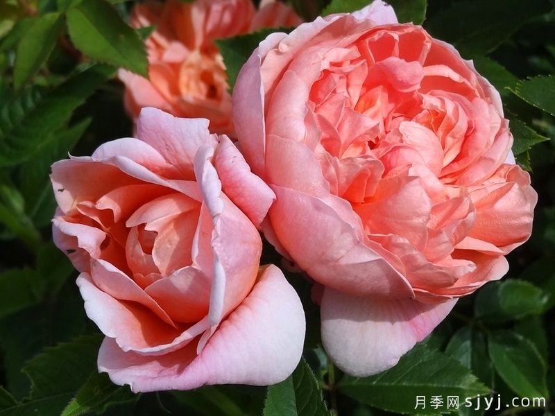 柯莱特月季/科瑞特Colette(图2)