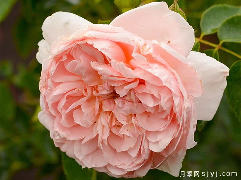 柯莱特月季/科瑞特Colette(图3)