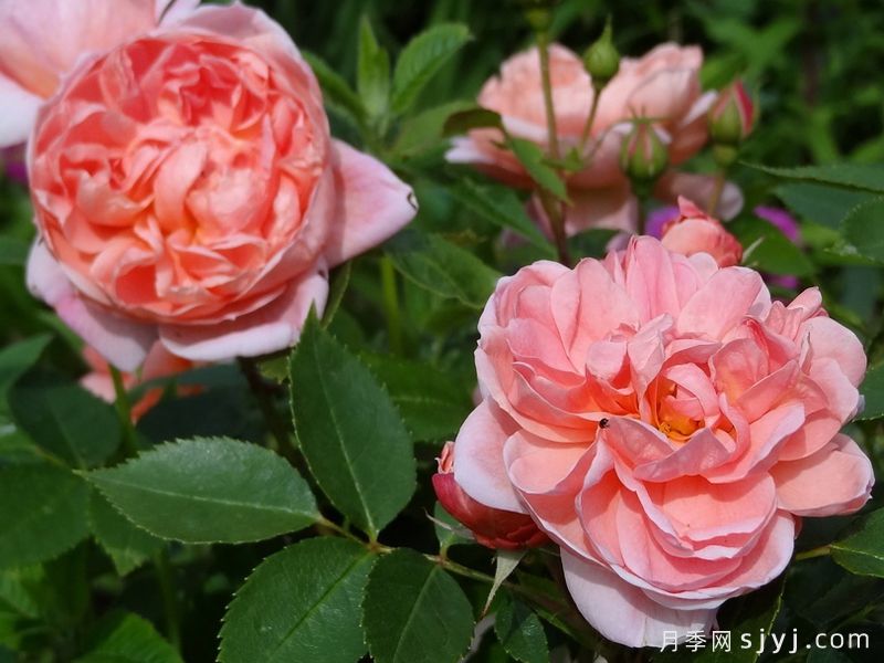柯莱特月季/科瑞特Colette(图4)