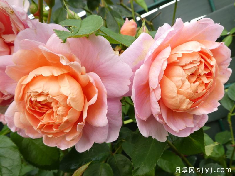 柯莱特月季/科瑞特Colette(图5)