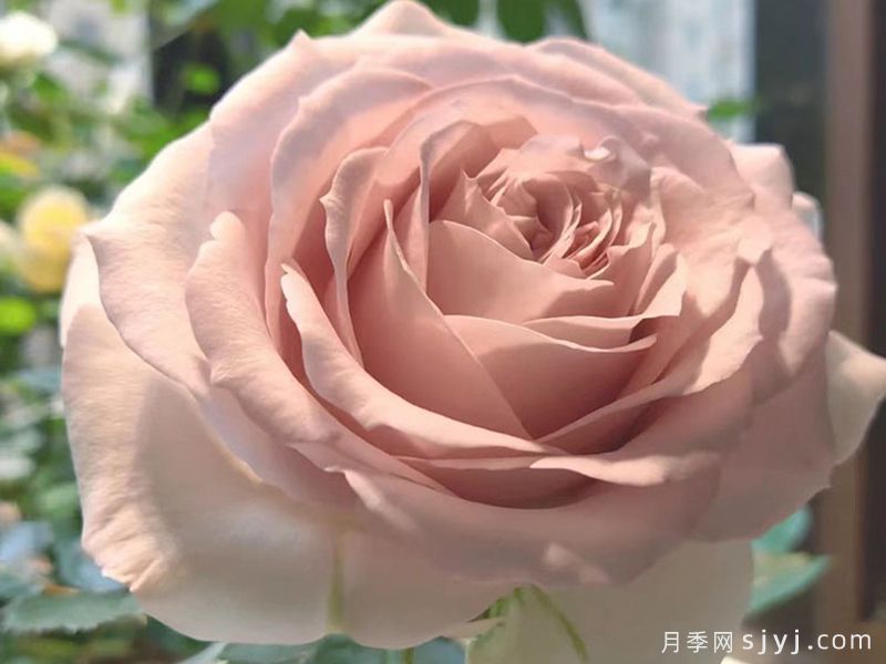 柯赛特月季/科赛特(图2)
