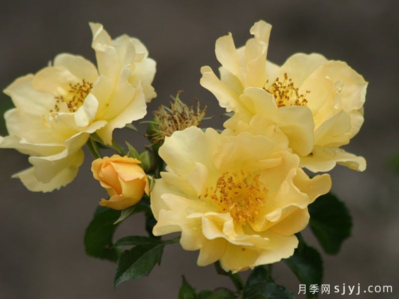 科洛马月季Coloma(图1)