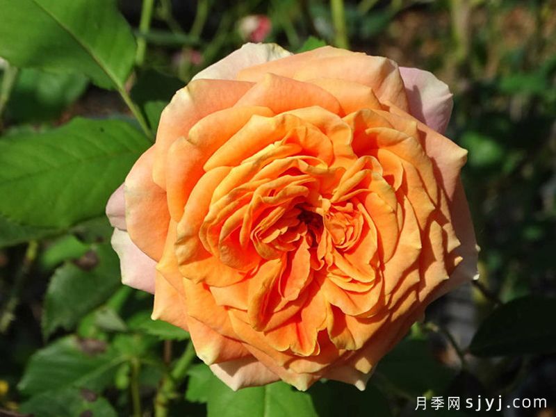 科塔别墅月季/拉维兰别墅/疯狂的爱La Villa Cotta(图2)