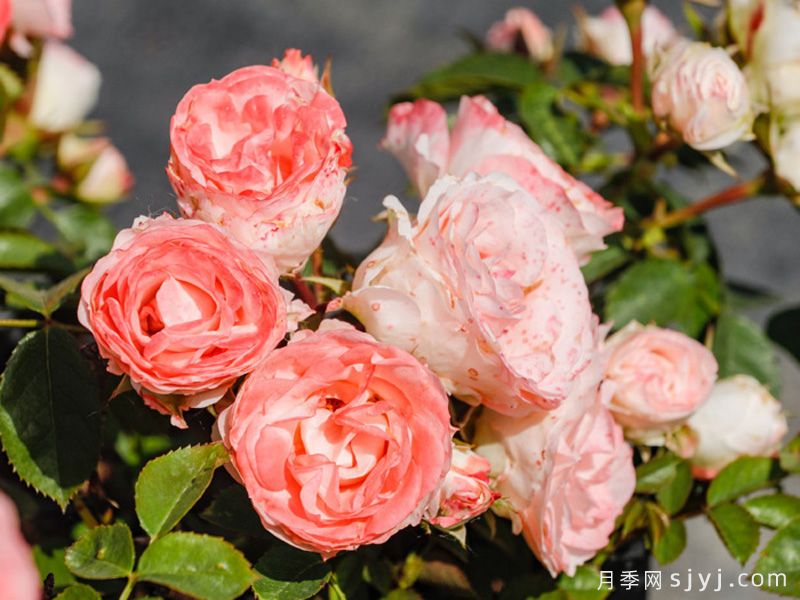 可爱多月季Lovery More(图3)