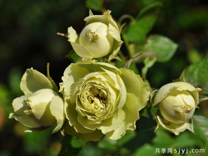 可爱绿月季/迷人的绿色Lovely Green(图1)