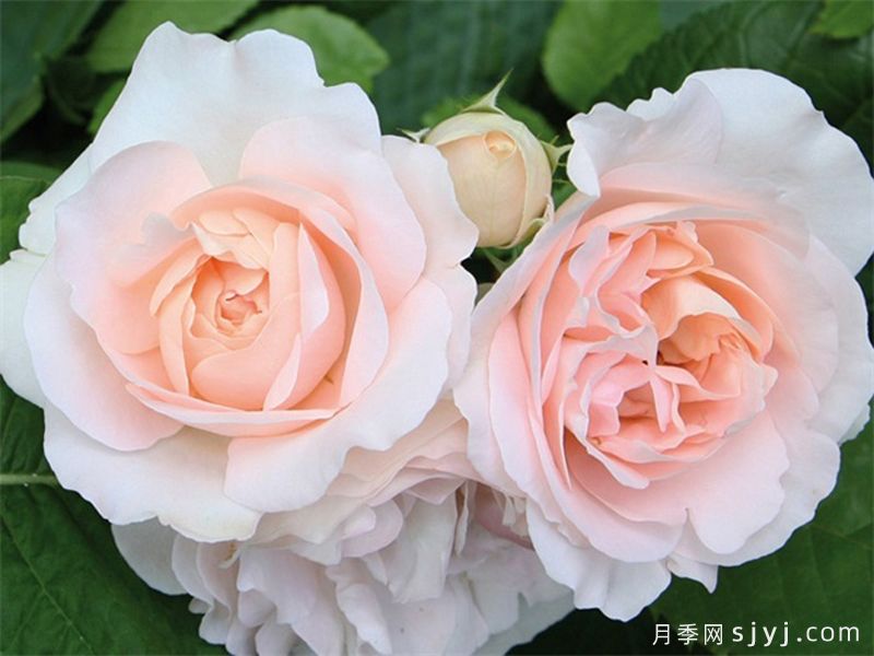 克莱尔月季/莉莉安娜/克莱尔文艺复兴Clair Renaissance(图3)