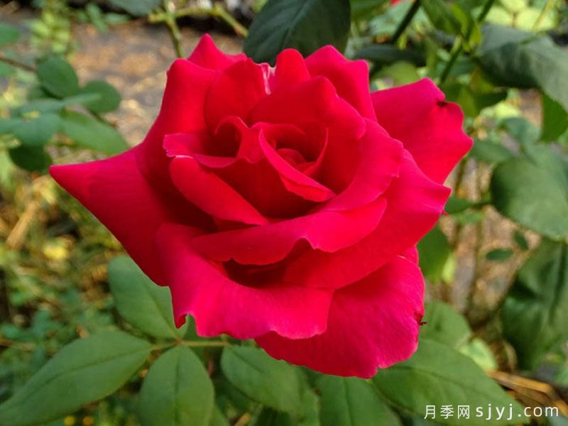 肯塔基达比月季/肯德基达比Kentucky Derby(图1)