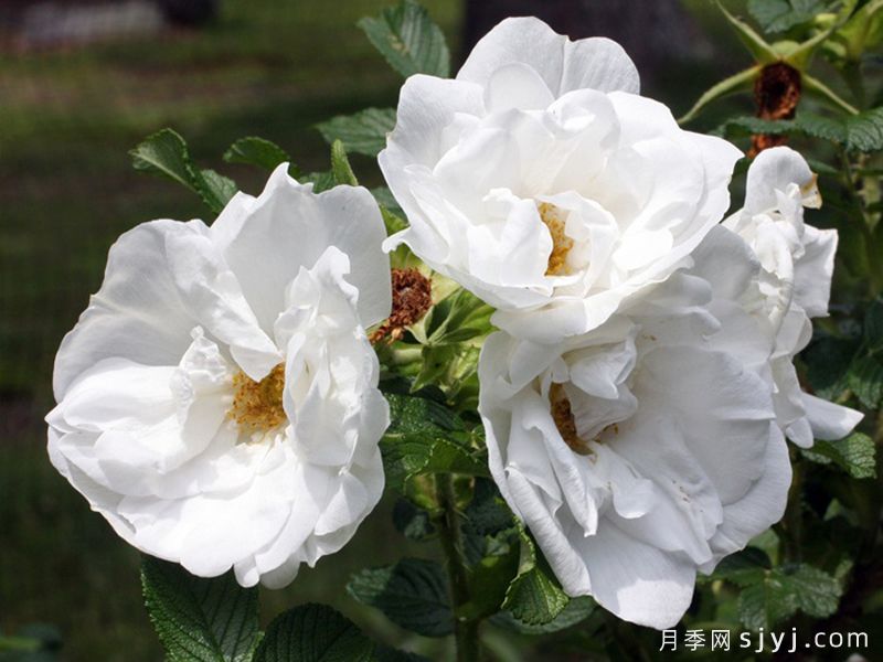 库拜重瓣白月季/穆斯林玫瑰Blanc Double de Coubert(图3)