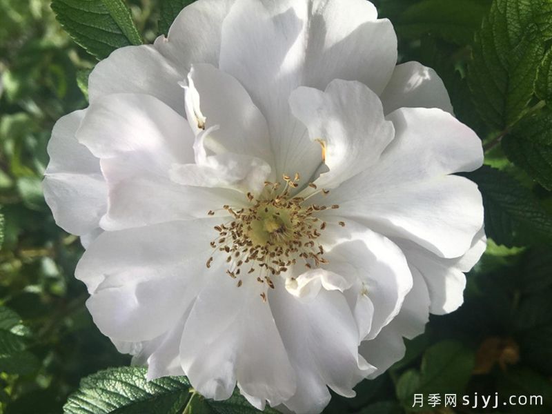库拜重瓣白月季/穆斯林玫瑰Blanc Double de Coubert(图2)