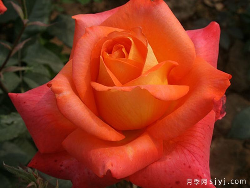 坤特利月季Guitare(图1)