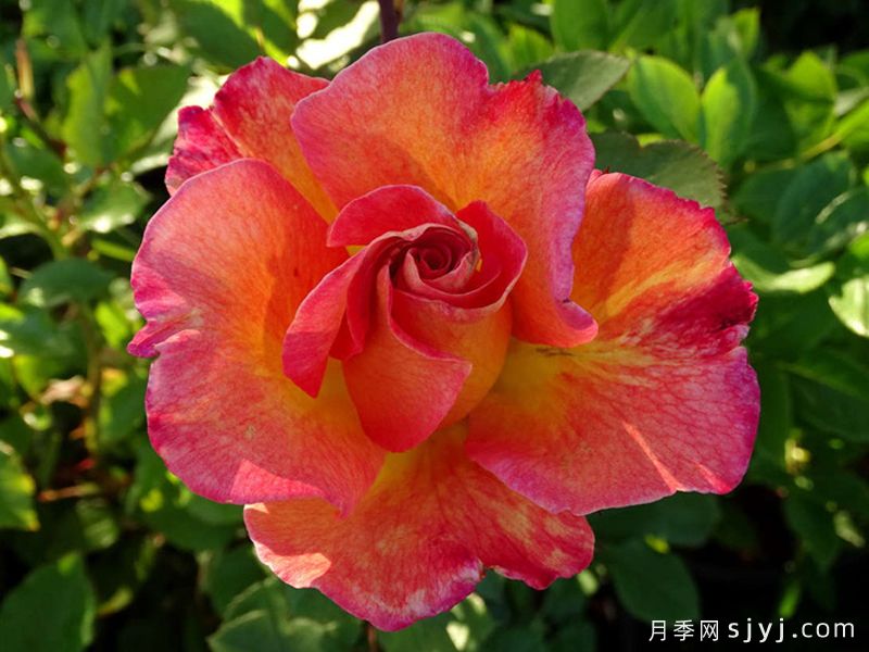 狂欢节月季Mardi Gras(图3)