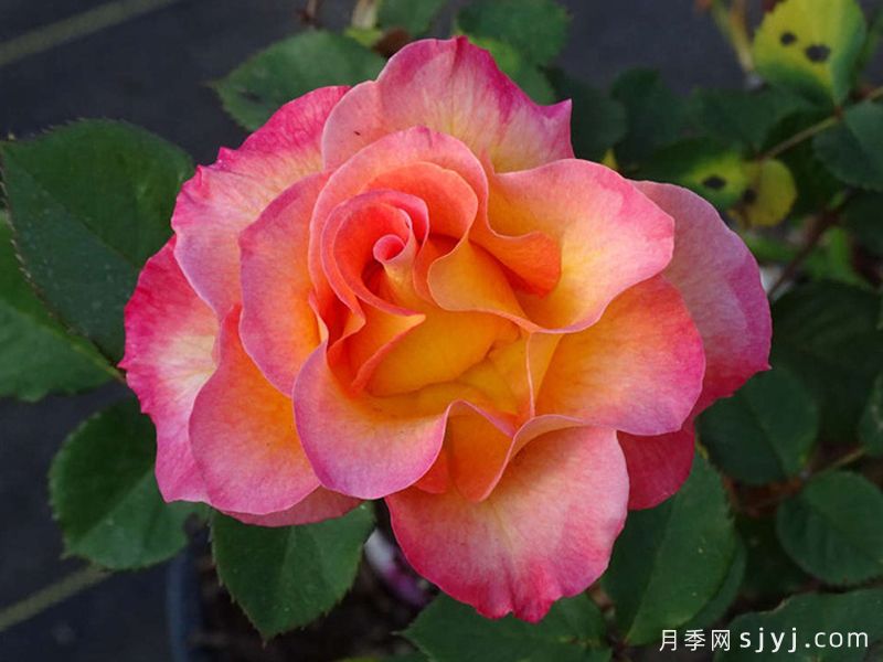 狂欢节月季Mardi Gras(图4)