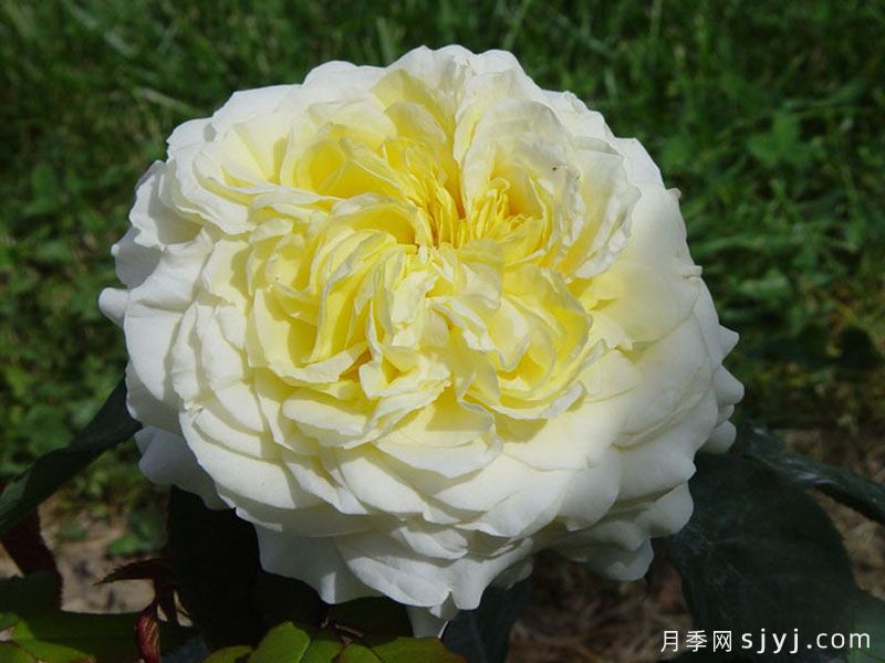 快拳月季Kaikyo(图1)