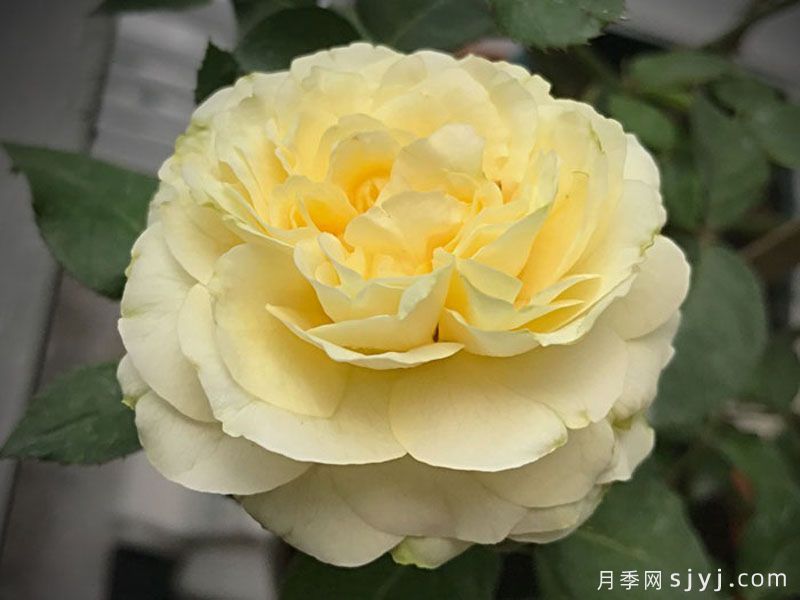 快拳月季Kaikyo(图2)