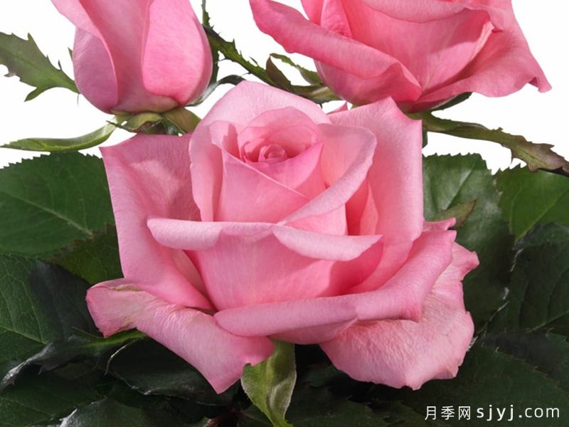 迷人的朱比莉月季/欢乐庆典月季Lovely Jubilee(图1)
