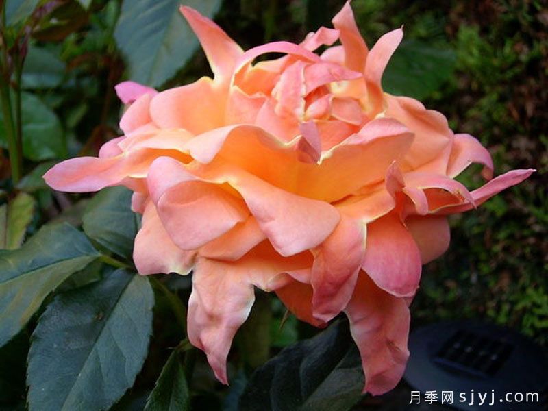 梦想褶边月季Dream Ruffles(图1)