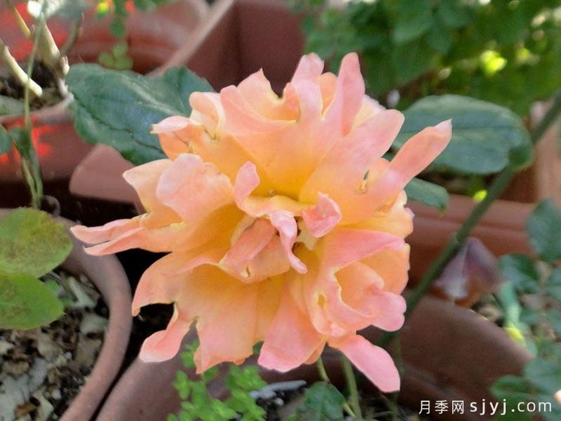 梦想褶边月季Dream Ruffles(图2)