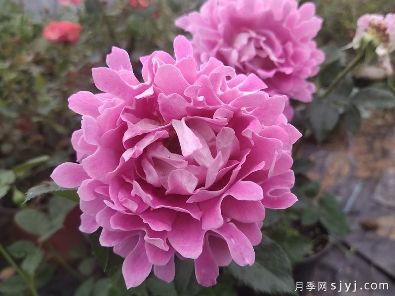 梦幻褶边月季/梦幻波浪Fancy Ruffle(图1)